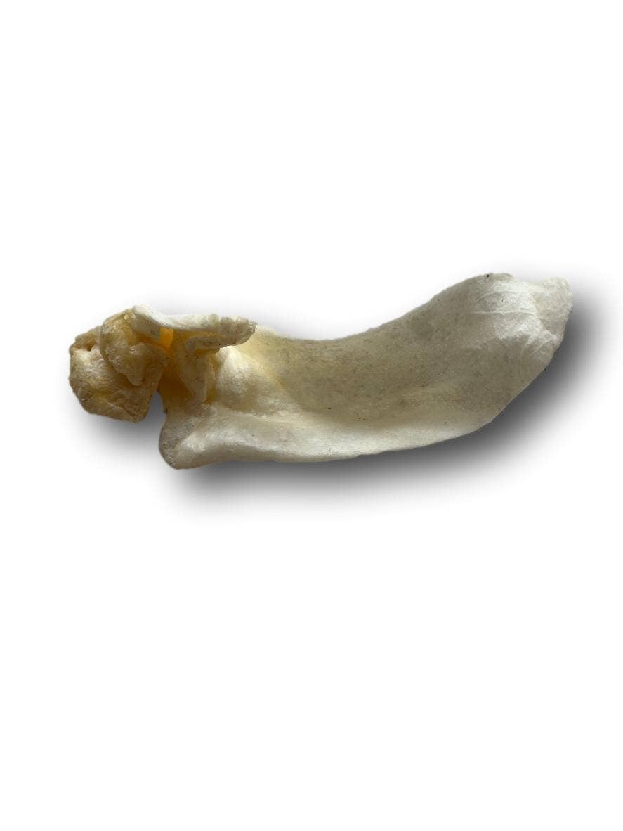 Healthy Dog Chews - Lamb Ears  (LB0100LE) - Single