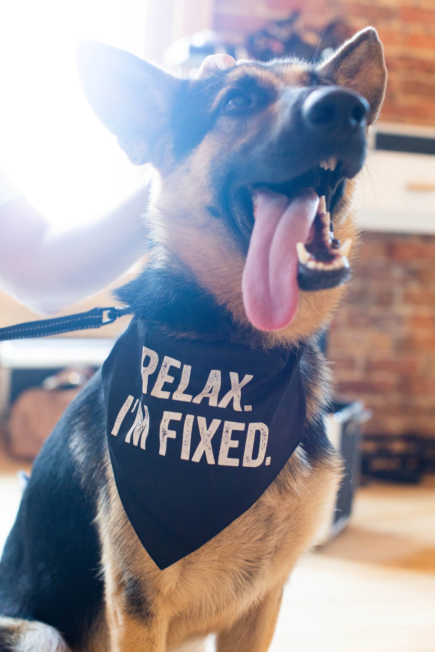 SNARK CITY - "Relax I'm Fixed" Bandana/Collar