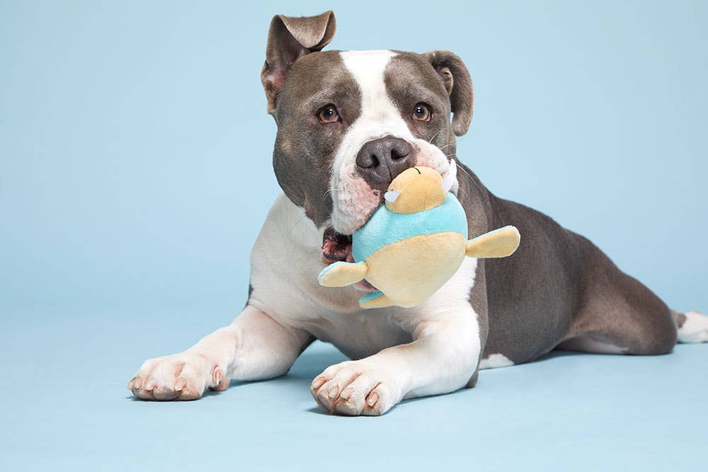 BARK Wallace Walrus
