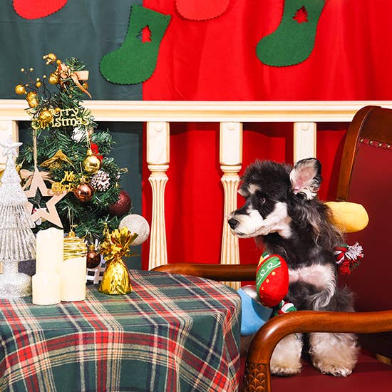 Hugsmart Products Inc - HugSmart Pet - Happy Woofmas | Christmas Light - Rope Toy