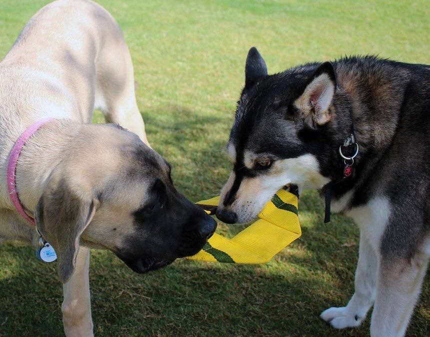 Katie's Bumpers - Best KB Frequent Flyer Square Dog Fetch Toy
