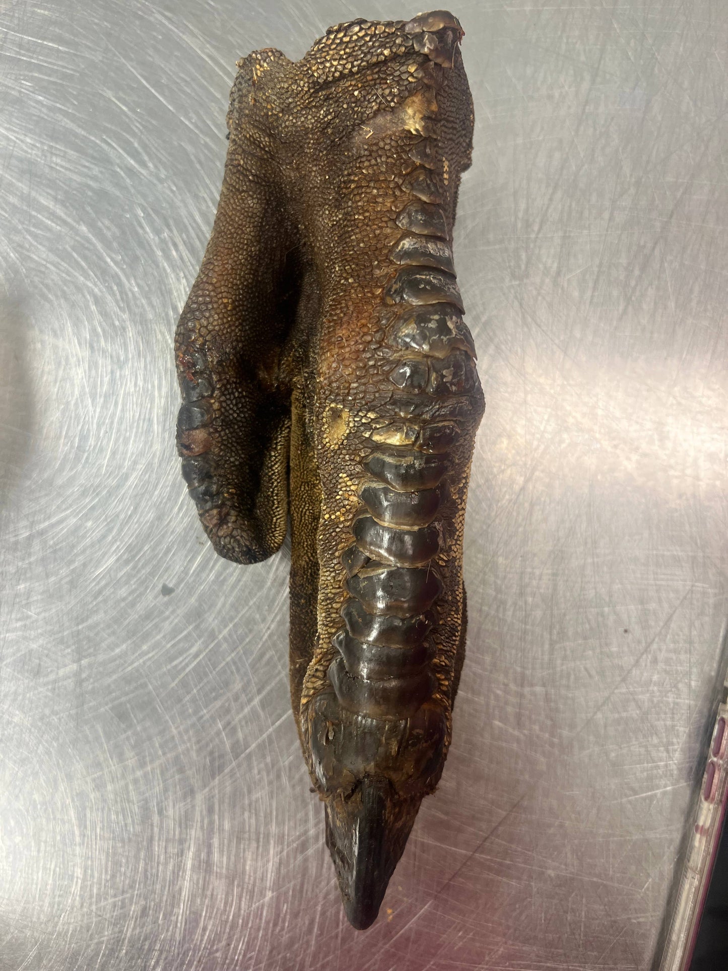 Doot's Chew Bar - What the raw - Ostrich Foot