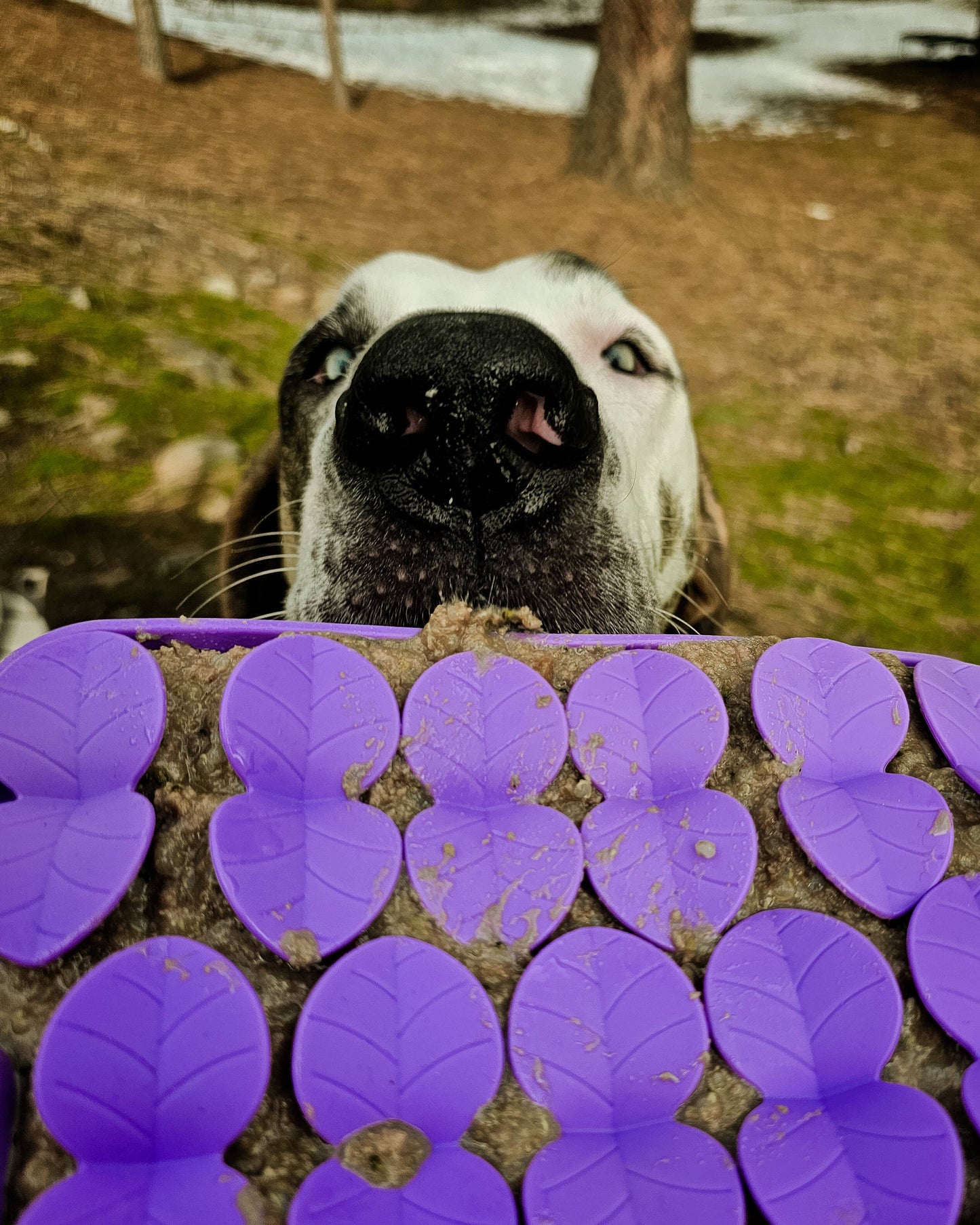 Spunky Pup - Lick Pad - Slow Feeder Duos! - Flower