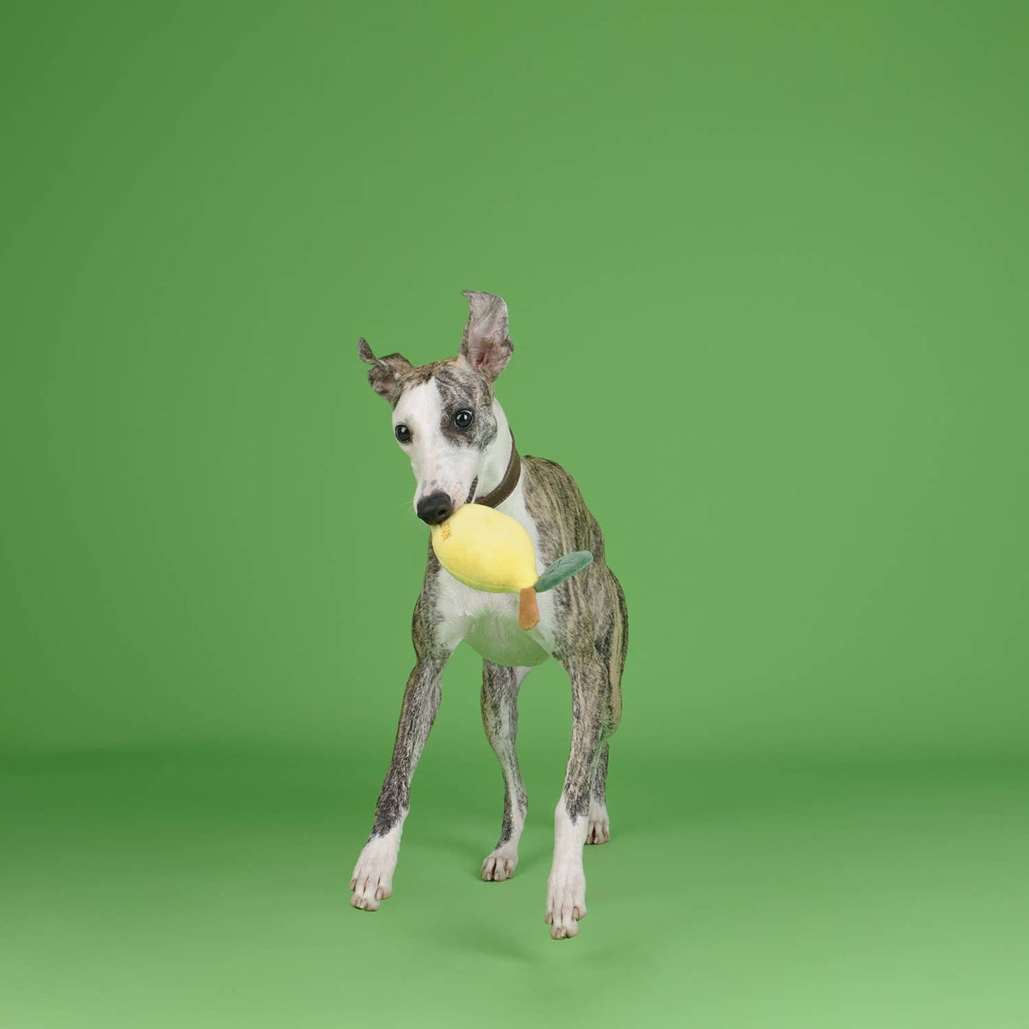 CHEWFFON - CHEWFFON Fruit Plush Squeaky Dog Toy Set – Strawberry, Lemon