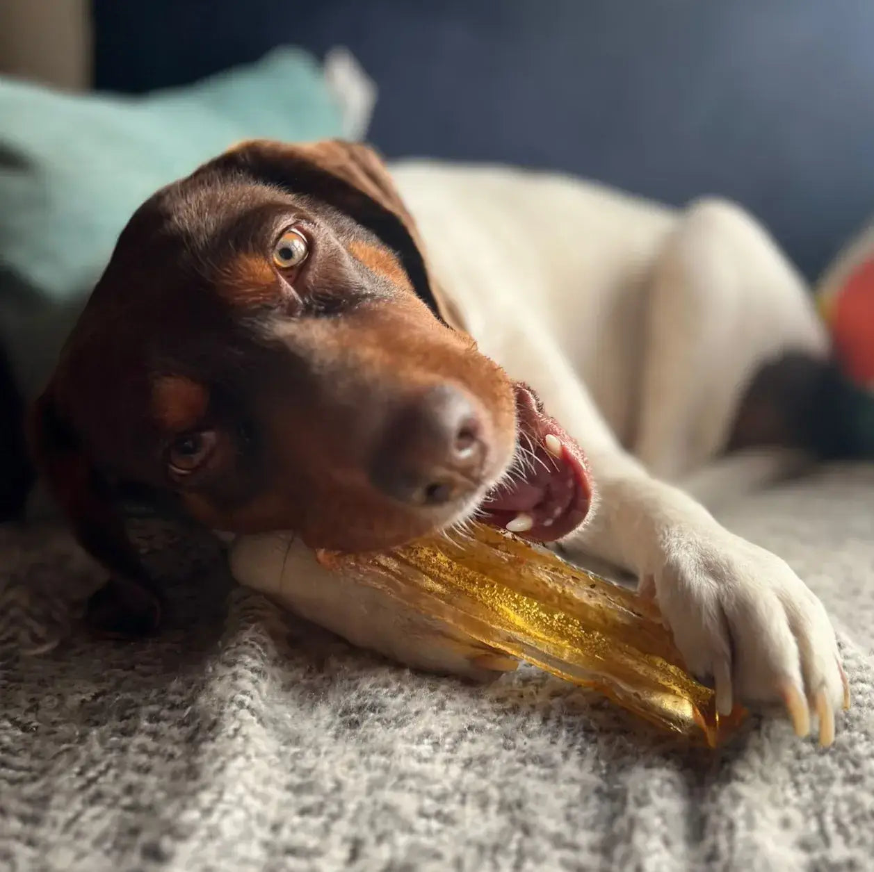 Wag & Bright Supply Co. - Mighty Marrows Collagen Dental Chew - Bacon
