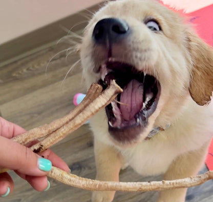 Doot's Chew Bar - Golden Nibbles - Duck Trachea -  for Cats, Puppies, Small Dogs