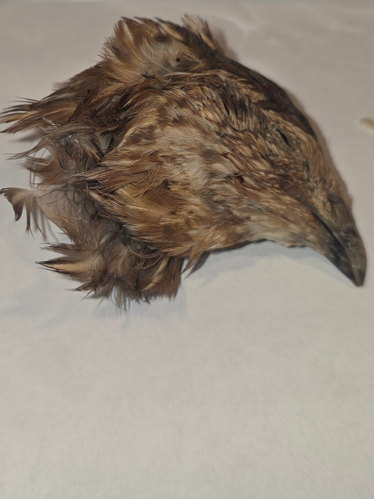 Totally Raw Co - Quail Head Air Dried