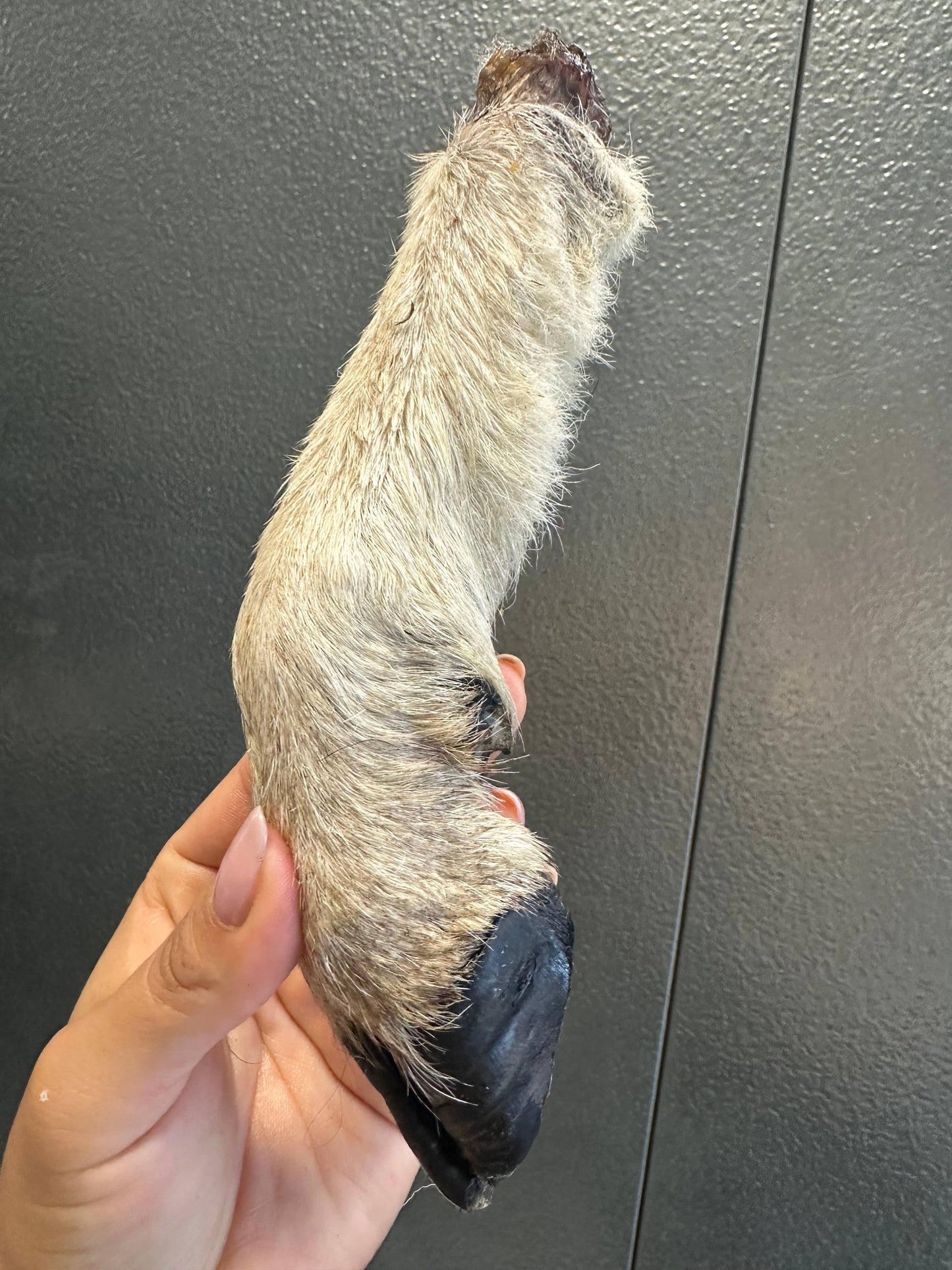Doot's Chew Bar - Lamb Trotter With Fur