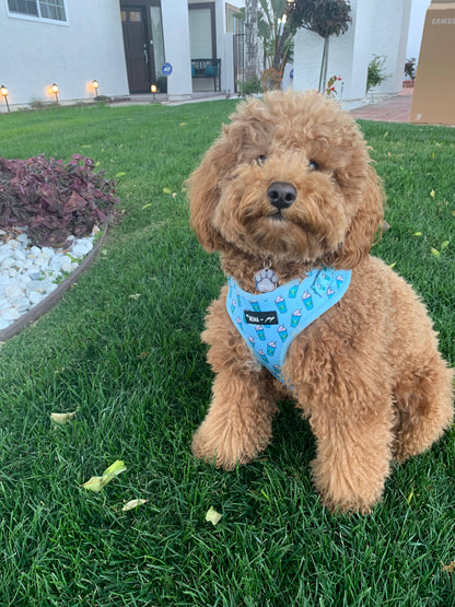 Mina + Pup - Blue Pupshake Adjustable Dog or Cat Harness
