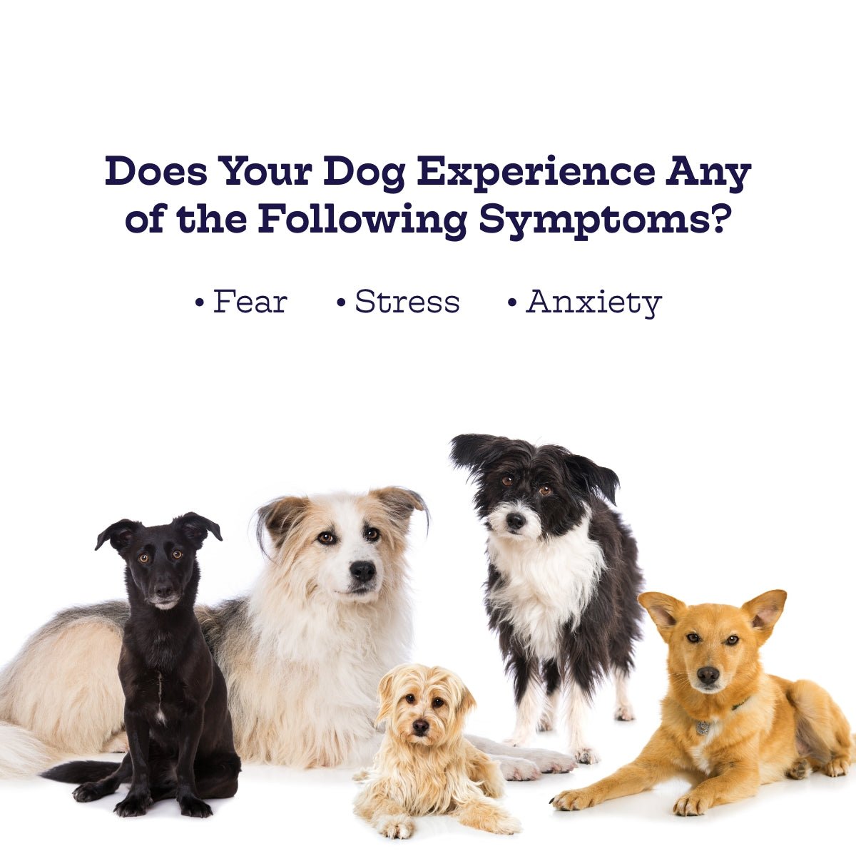 Chillout Chews - Doot's Pet LLC Collars For A Cause