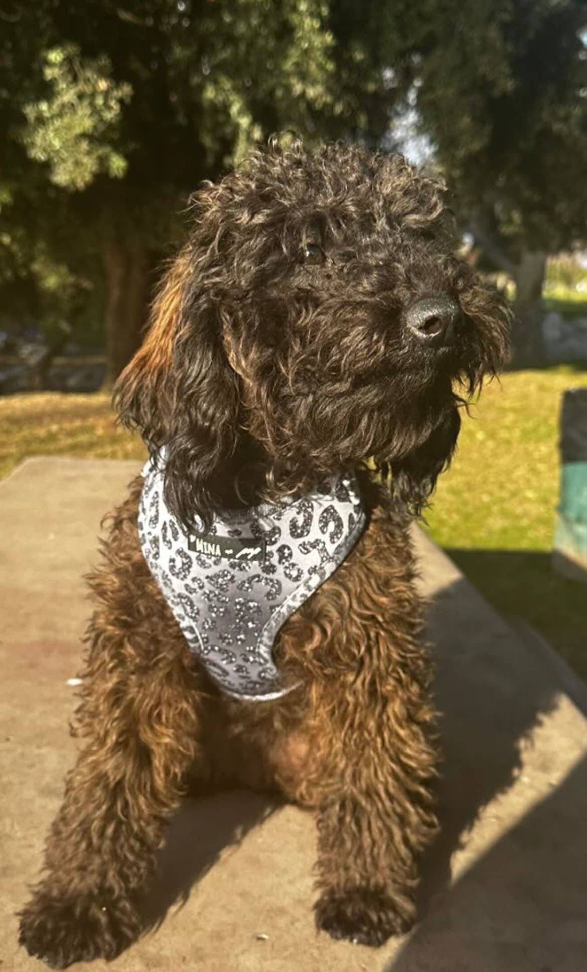 Mina + Pup - YOU’RE SO GLAM ADJUSTABLE SILVER OMBRE DOG CAT HARNESS - XXS