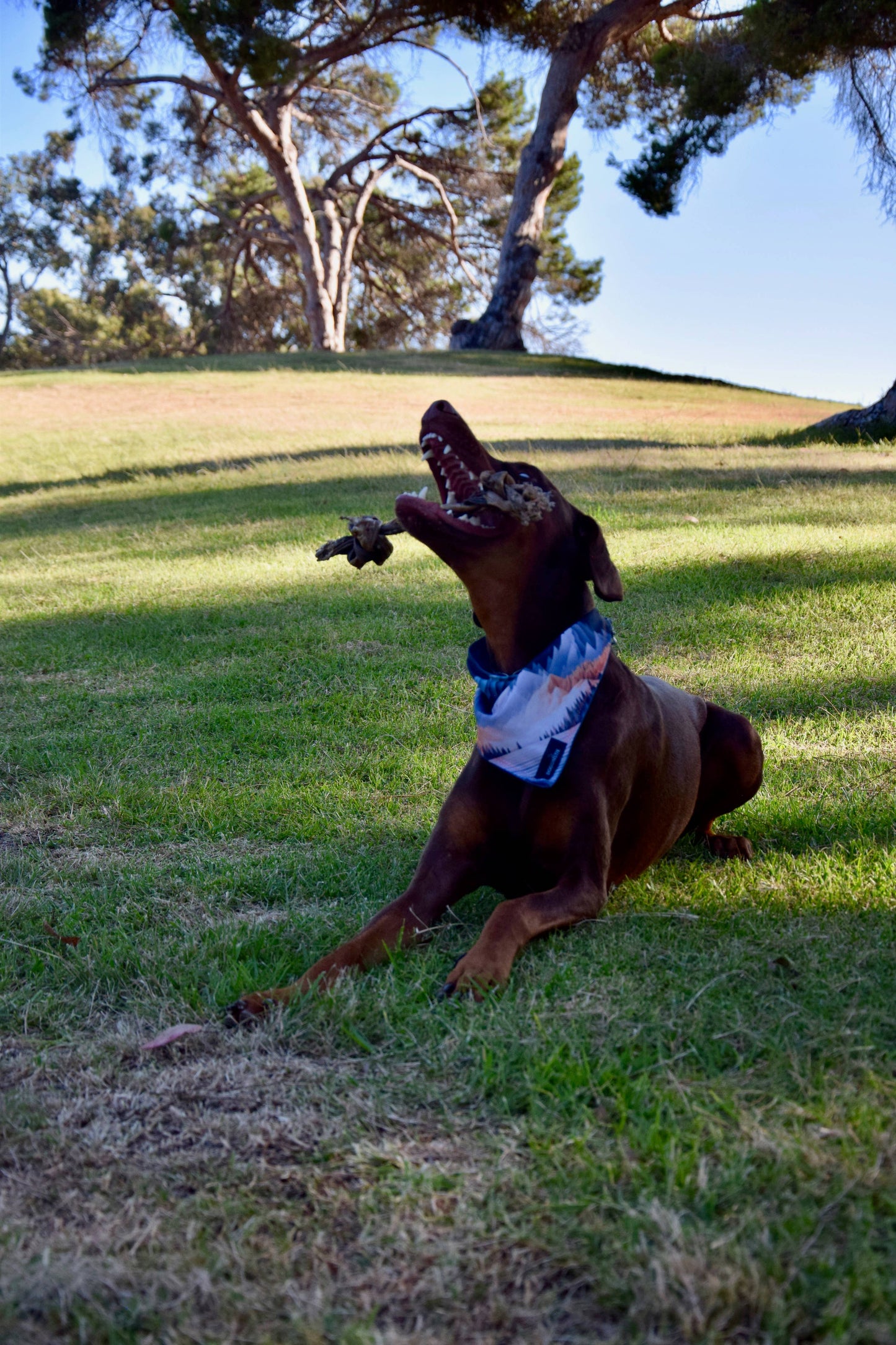 Doot's Chew Bar - Dogginstix - Braided Sticks Lamb Collagen Double Knots