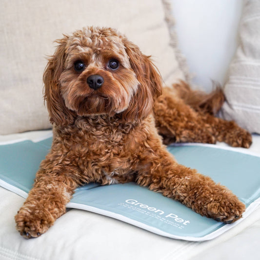The Green Pet Shop - Cool Pet Pad