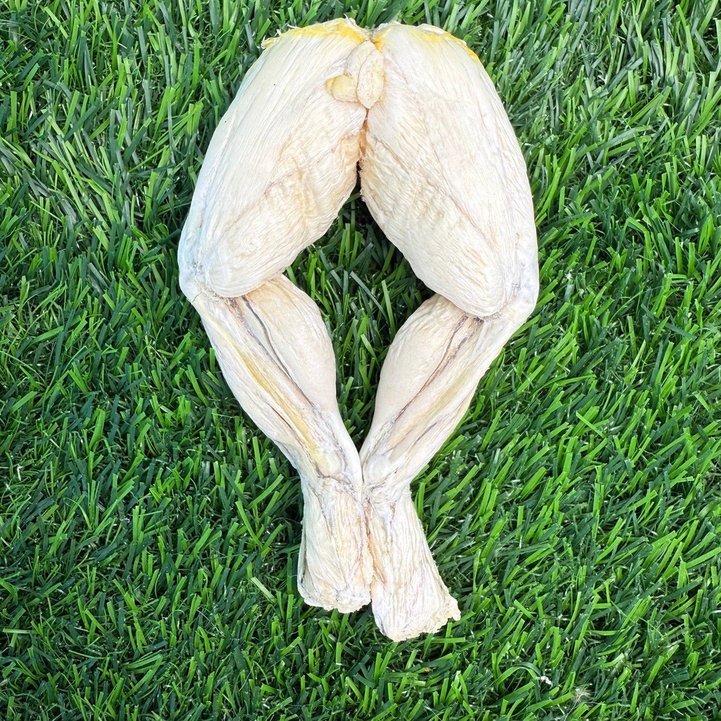 Doot's Chew Bar- Golden Nibbles - Frog Leg  -Freeze-Dried Treat/Chew for Dogs & Cats