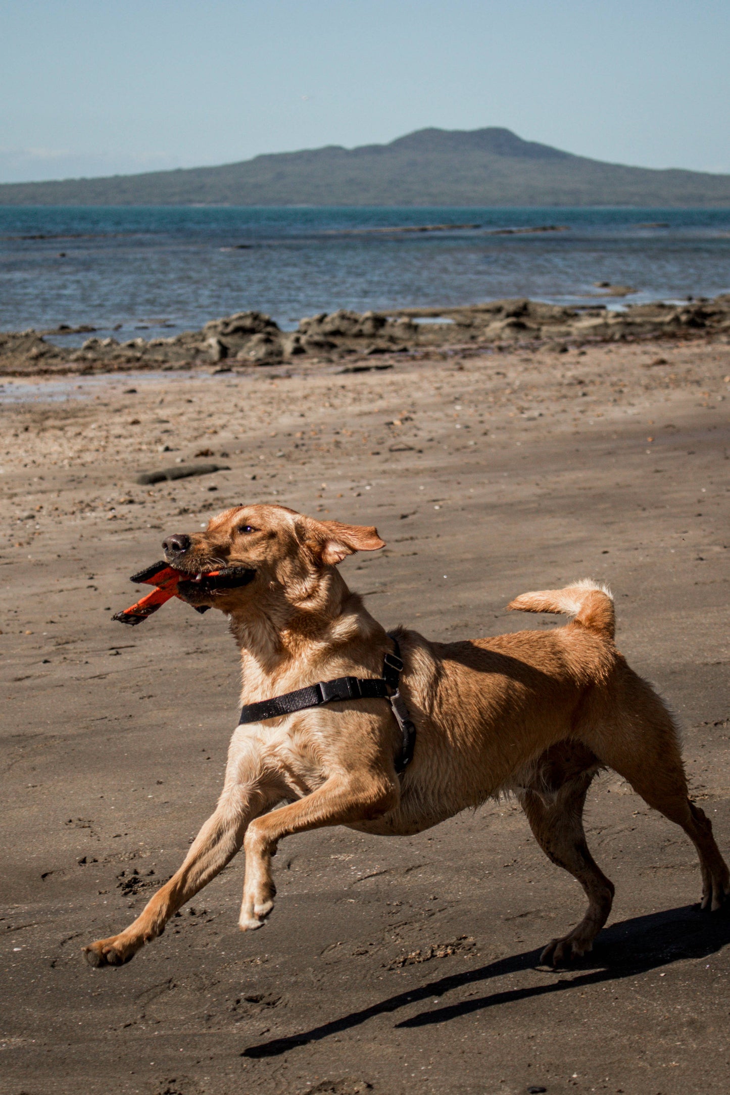 Katie's Bumpers - Best KB X Toy Tug Toy For Dogs