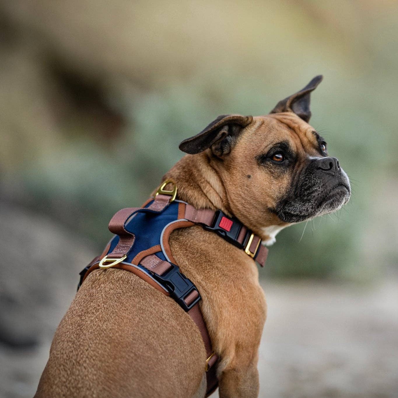 Dizzy Dog Collars - No Pull Dog Harness | Step in | Reflective | Heavy Duty | Easy Reach Handle | The Coco - Medium/Large