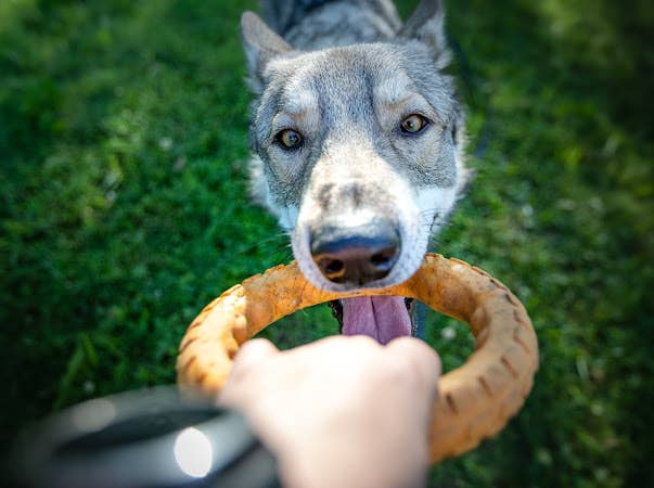 Spunky Pup - Gnaw Guard Foam Toys - Large Ring - Doot's Pet LLC Collars For A Cause