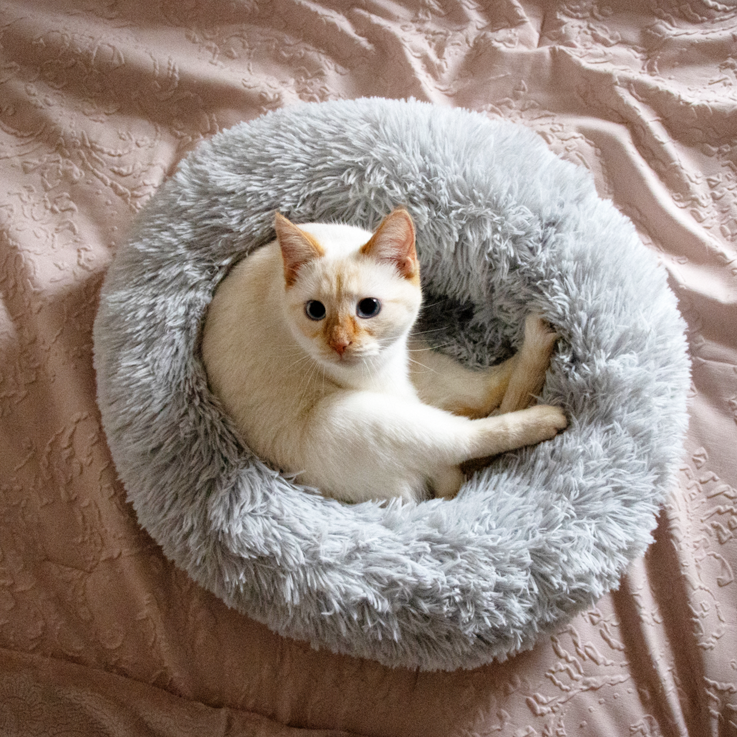 Kitty Kasa Plush Donut Cat Bed - Doot's Pet LLC Collars For A Cause