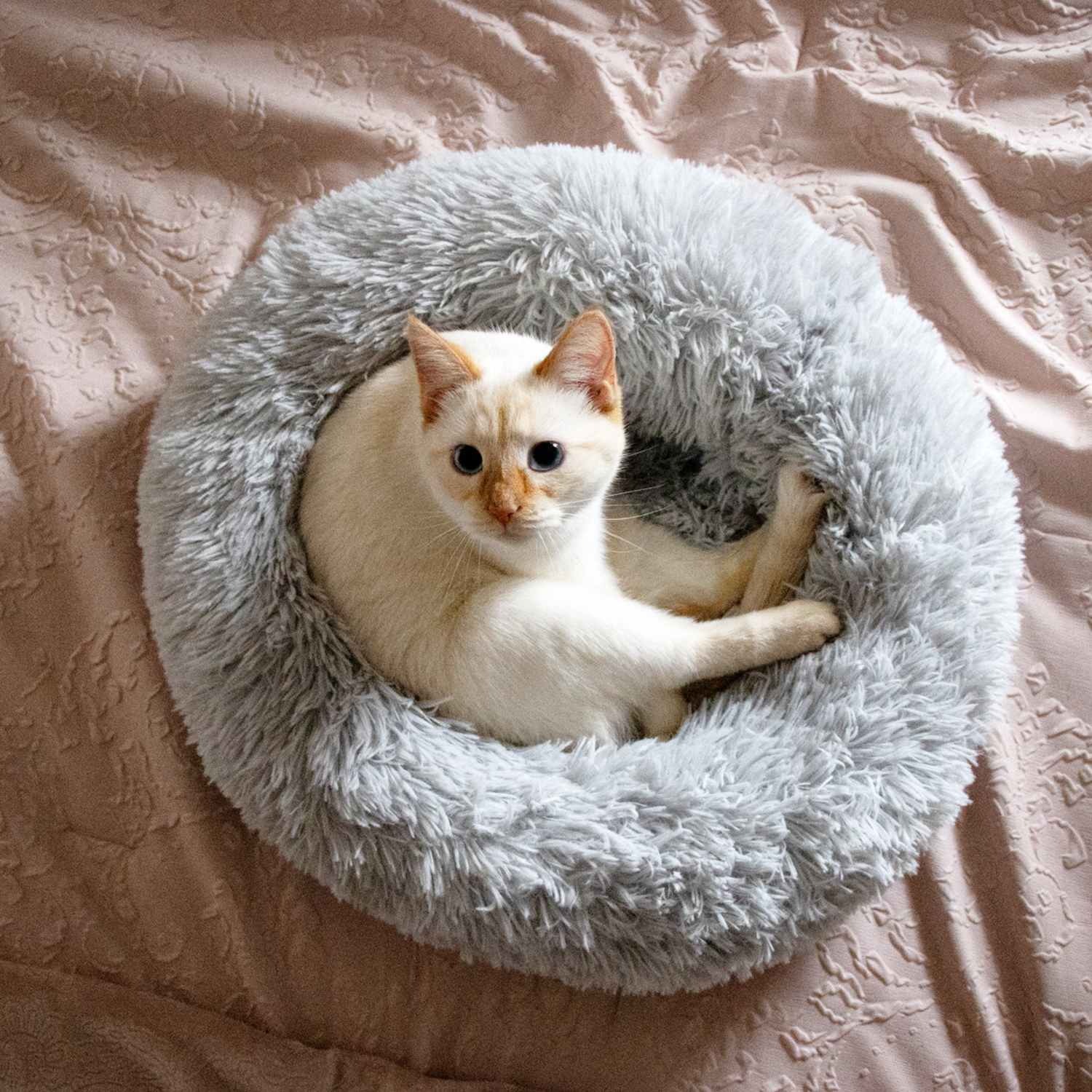 Kitty Kasa Plush Donut Cat Bed - Doot's Pet LLC Collars For A Cause