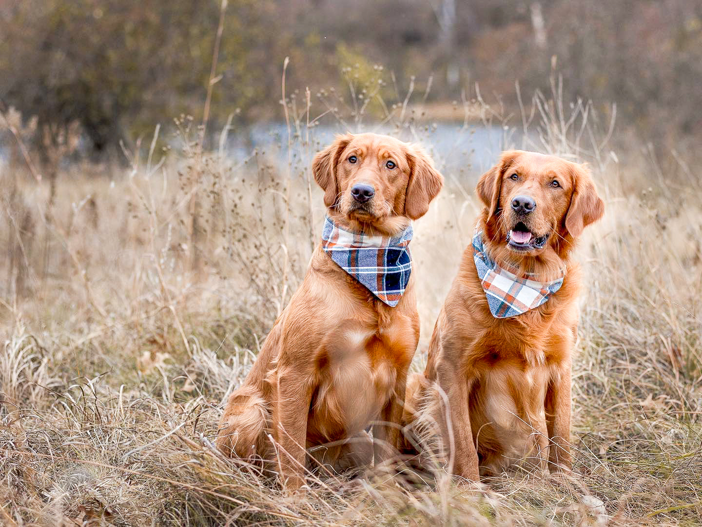 "Fall Leaves" Dog Bandana