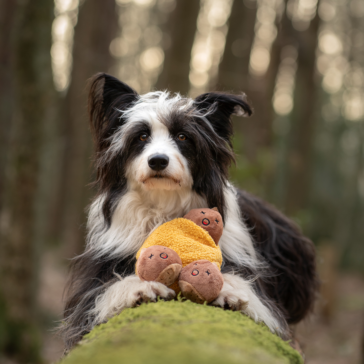CHEWFFON - CHEWFFON Chestnut Hide & Seek Squeaky Dog Toy