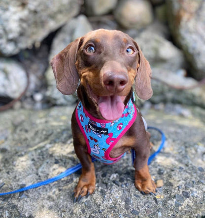 Mina + Pup - POOL DAY  DOG OR CAT ADJUSTABLE HARNESS