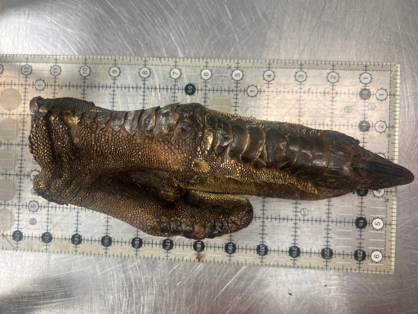 Doot's Chew Bar - What the raw - Ostrich Foot