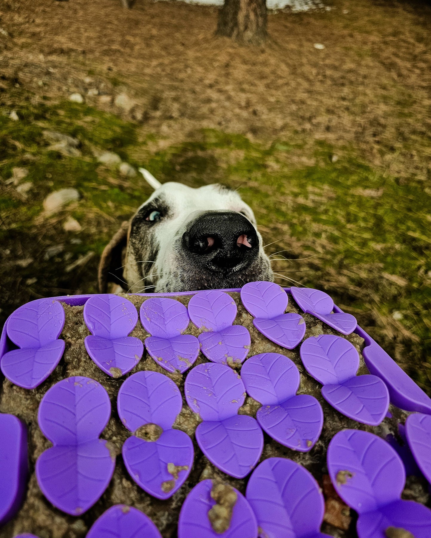 Spunky Pup - Lick Pad - Slow Feeder Duos! - Flower