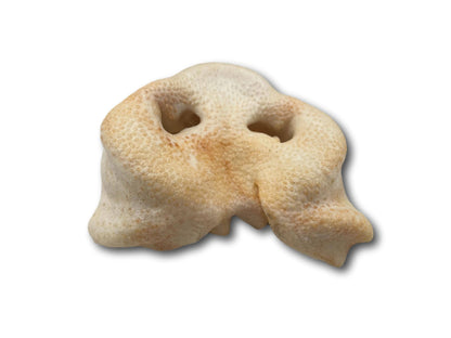 Healthy Dog Chews - Pig Snout (PE0101SN) - Single