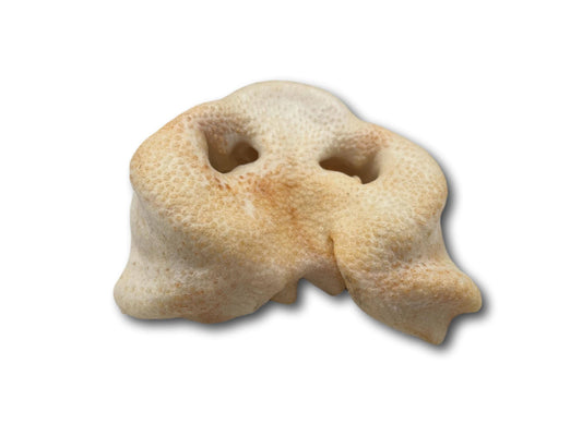 Healthy Dog Chews - Pig Snout (PE0101SN) - Single