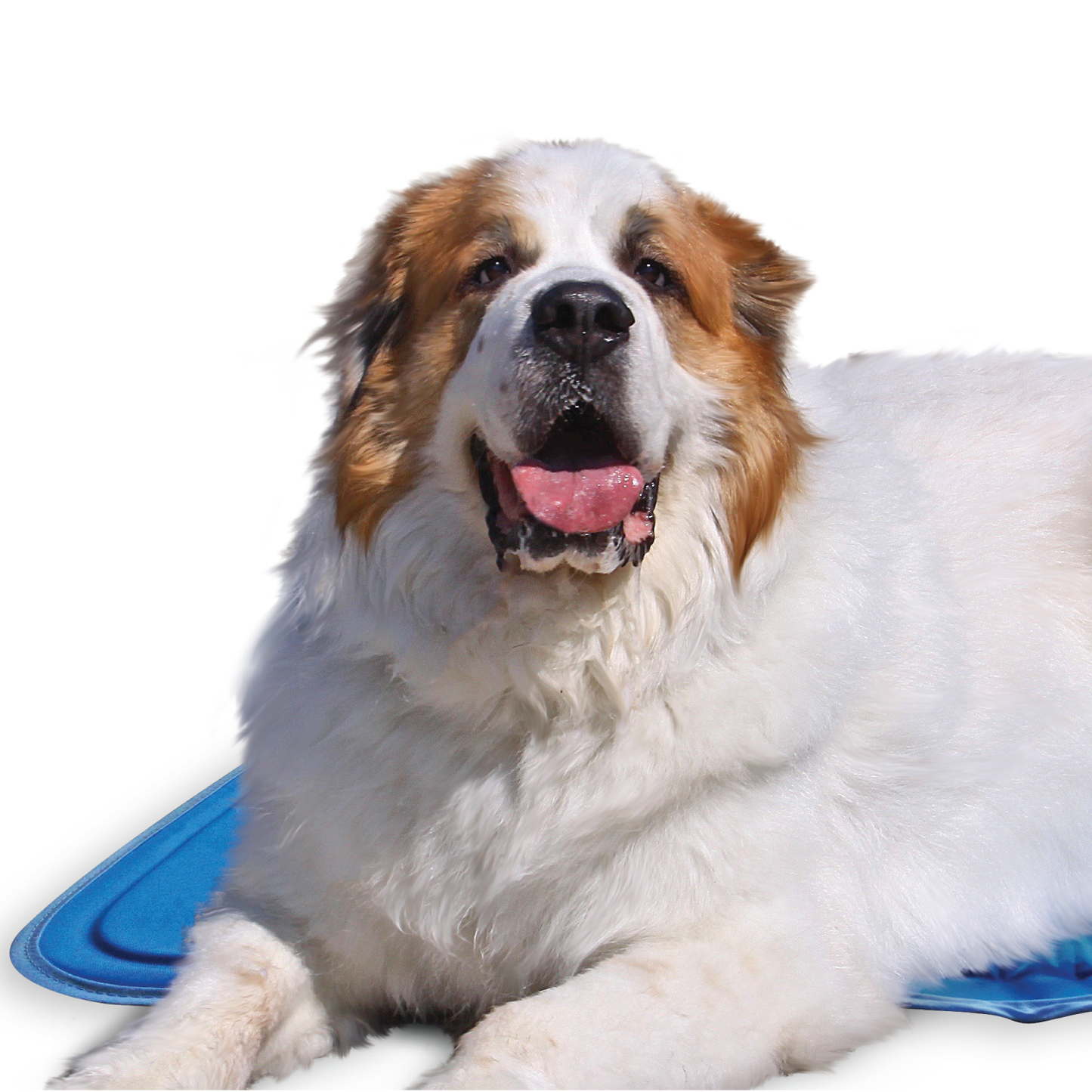 The Green Pet Shop - Cool Pet Pad