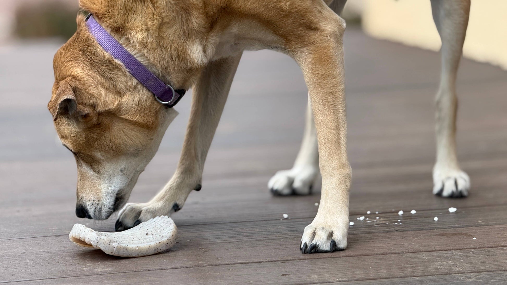 SodaPup Dog Toys - Potato Chip Nylon Chew & Enrichment Toy | 2-in-1 for Aggressive Chewers | SodaPup - Doot's Pet LLC Collars For A Cause
