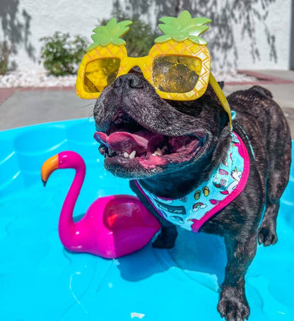 Mina + Pup - POOL DAY  DOG OR CAT ADJUSTABLE HARNESS