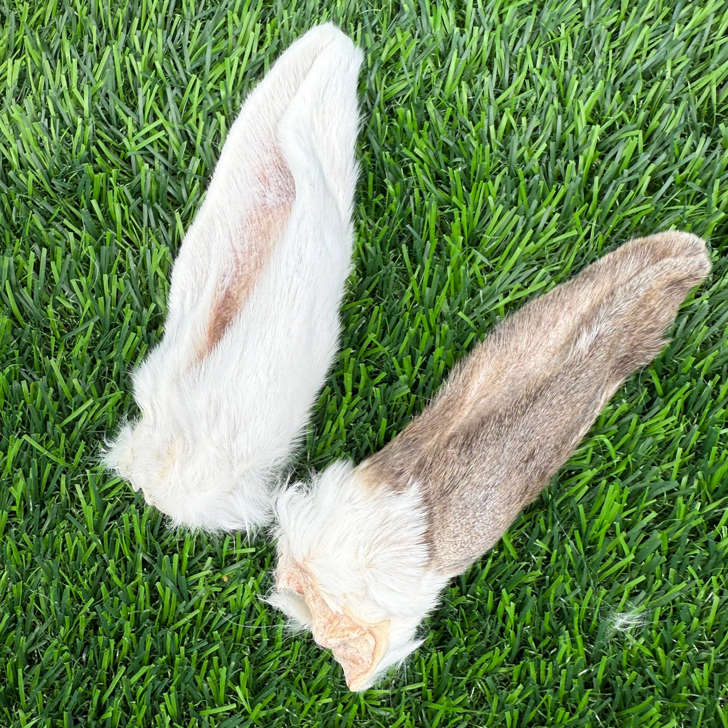 Doot's Chew Bar - Golden Nibbles - Rabbit Ear - Freeze-Dried Treat/Chew for Dogs & Cats