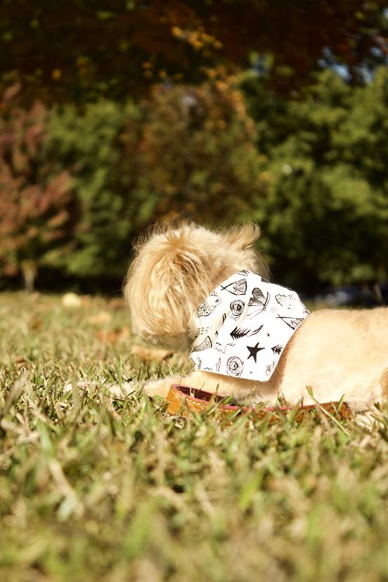 "Adventure" Dog Bandana