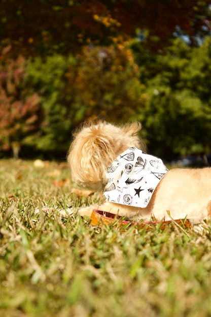"Adventure" Dog Bandana