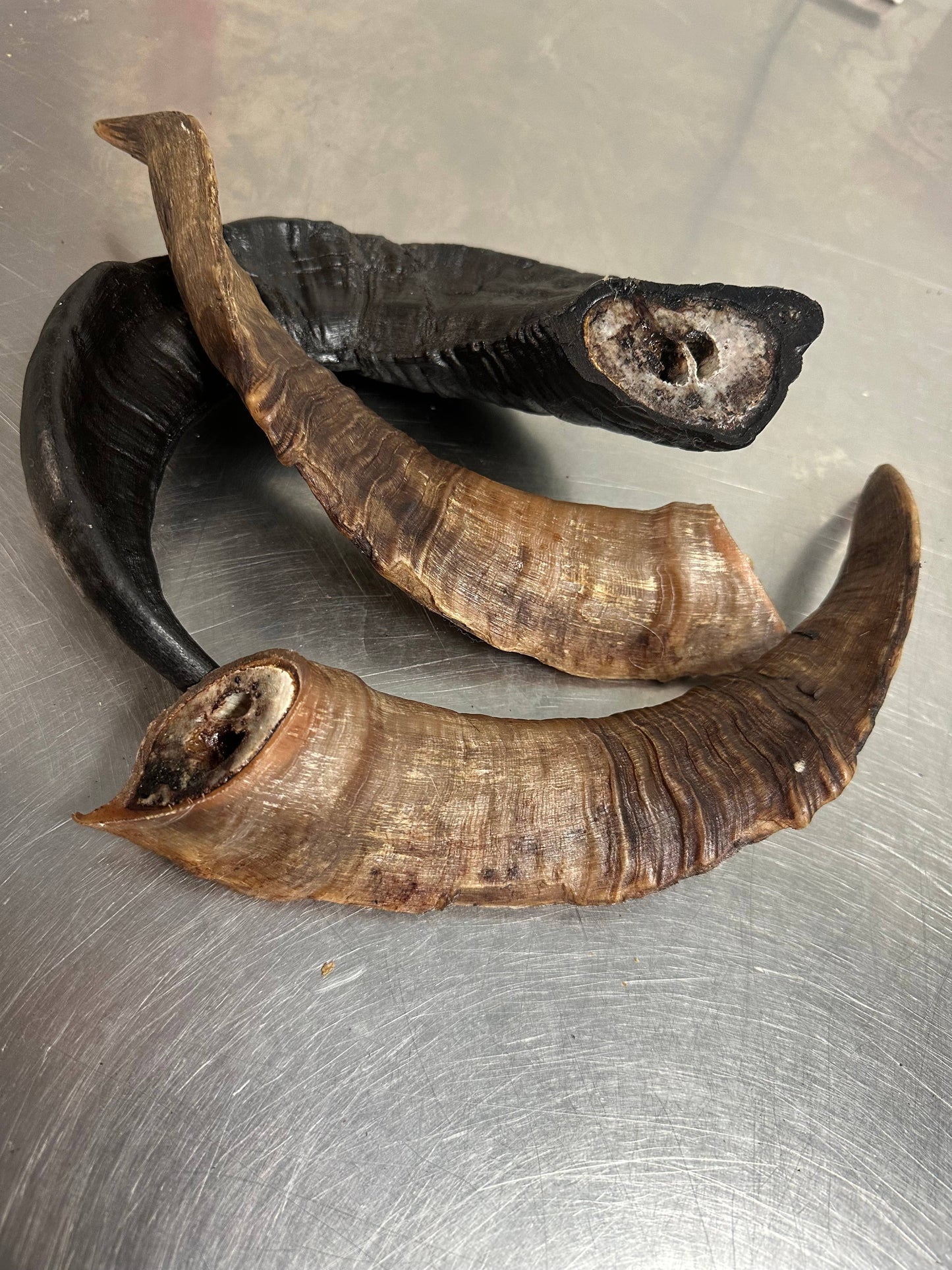 Doot's Chew Bar- Ram Horn XL