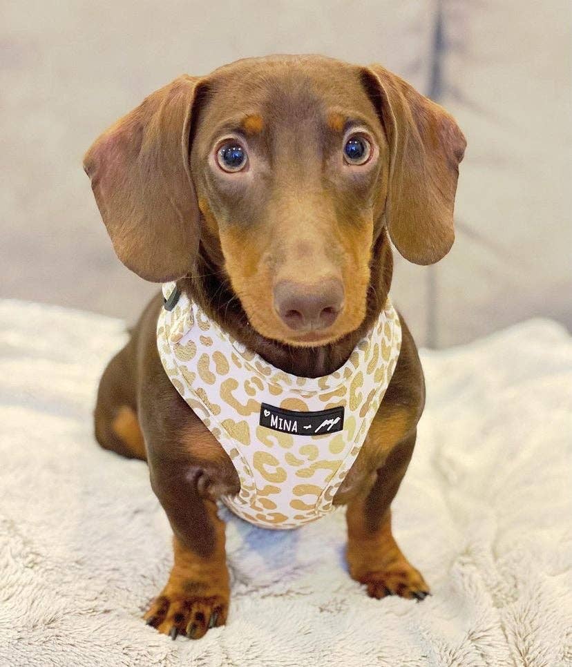 Mina + Pup - You're So Golden Adjustable Harness NOW IN XXS TOO