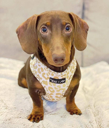 Mina + Pup - You're So Golden Adjustable Harness NOW IN XXS TOO