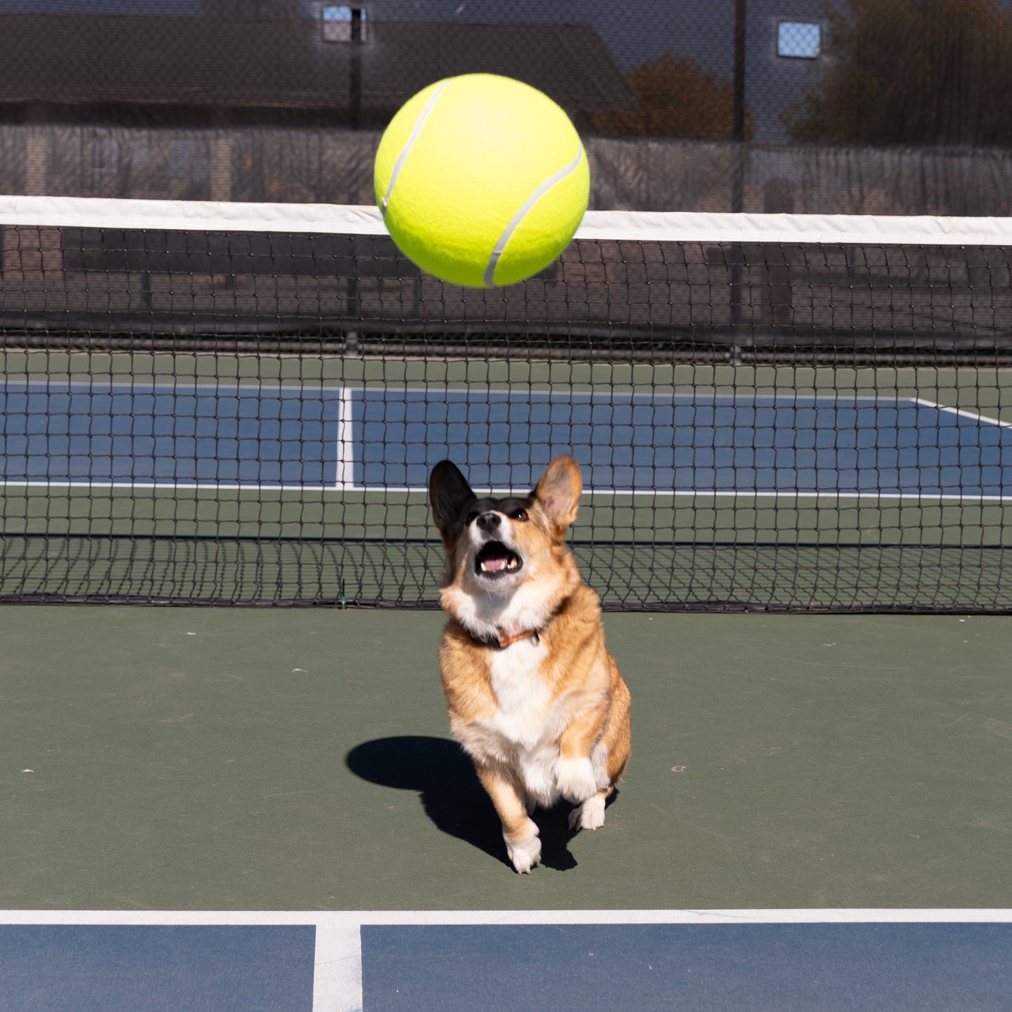 K9 Sport Sack - Too Big to Chew Tennis Ball