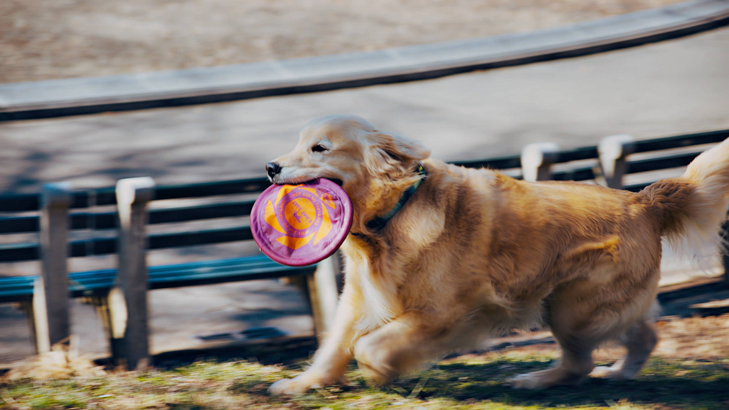 Tall Tails - GOAT Sport Flyer Disc Dog Toy - Large