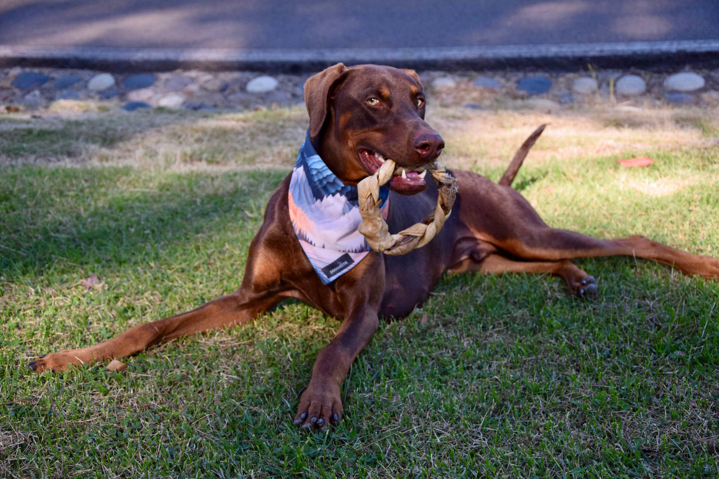 Doot's Chew Bar- Dogginstix - Braided Sticks Lamb Collagen Ring