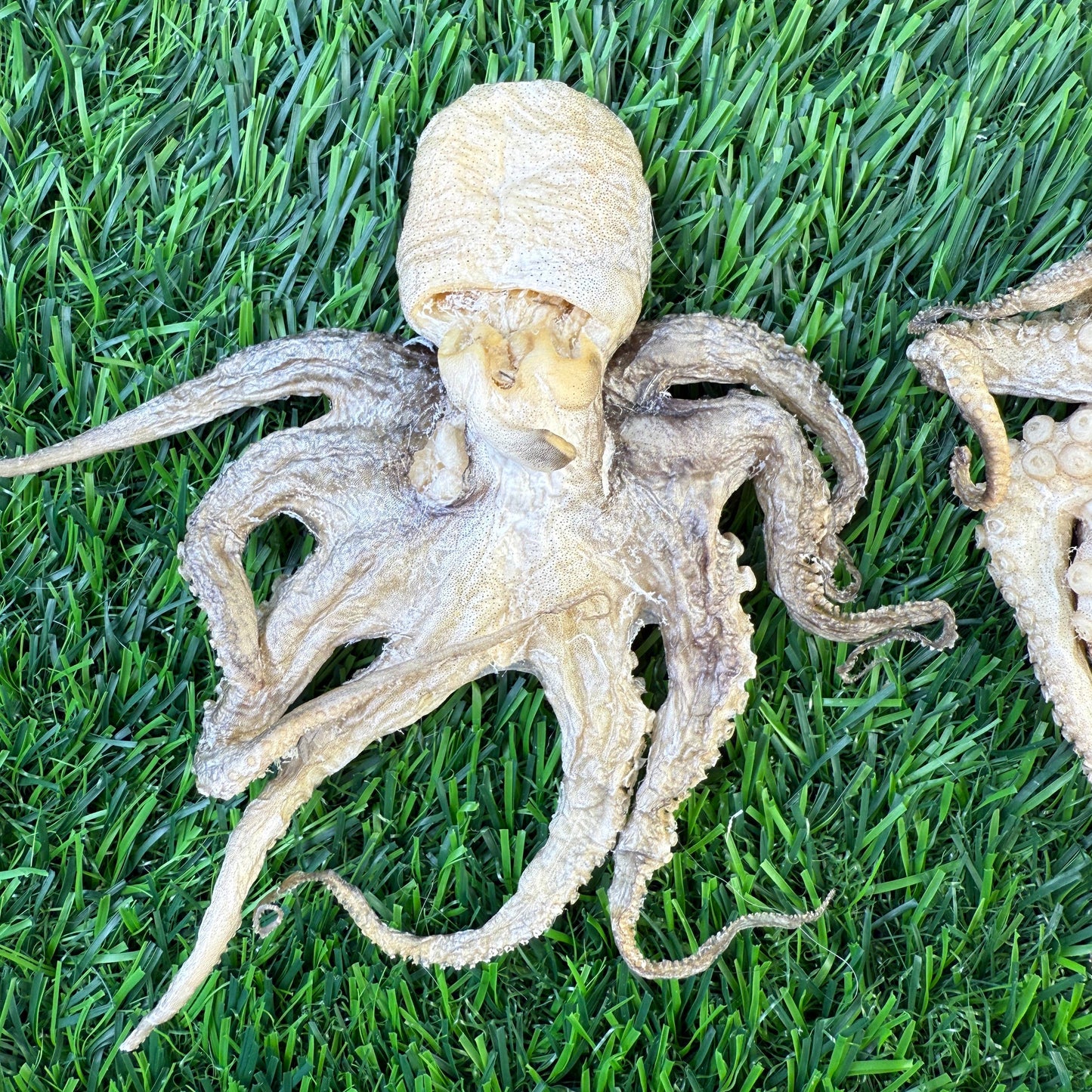 Doot's Chew Bar- Golden Nibbles - Baby Octopus - Single Piece Freeze Dried Treats for Dogs & Cat