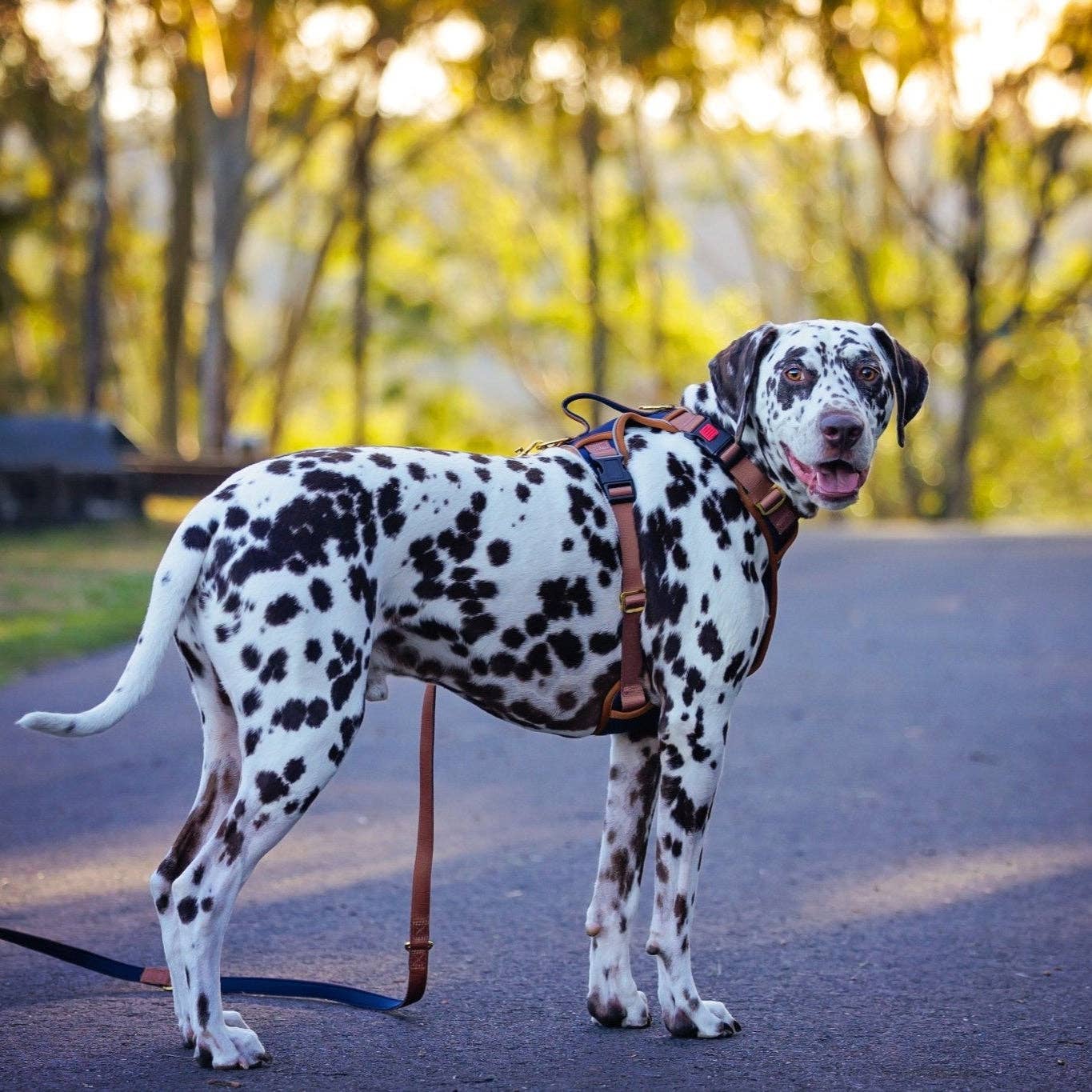 Dizzy Dog Collars - No Pull Dog Harness | Step in | Reflective | Heavy Duty | Easy Reach Handle | The Coco - Medium/Large