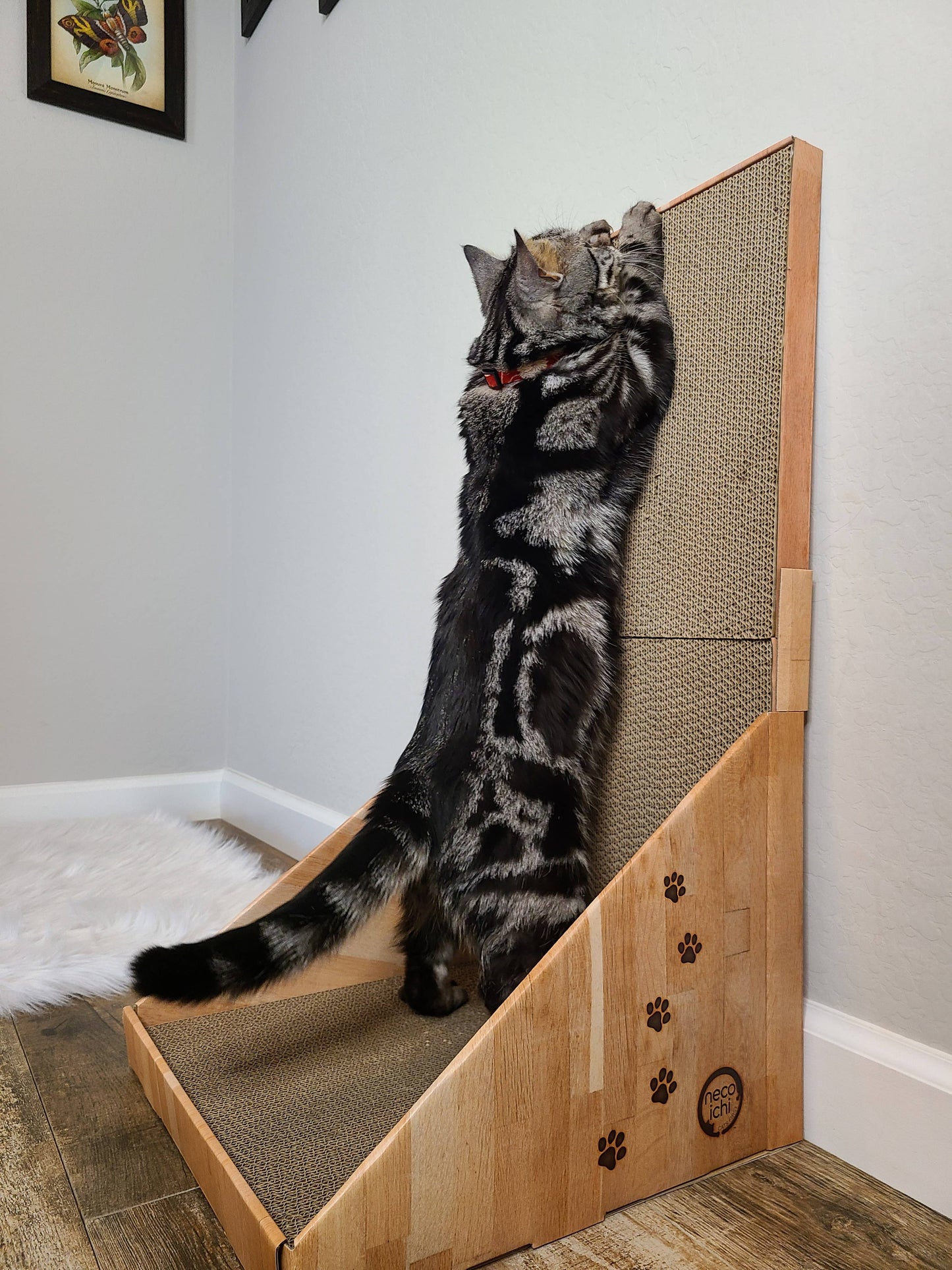 MOON-X USA, INC. - Stretch & Scratch Wall Cat Scratcher