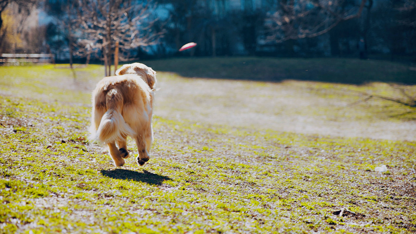 Tall Tails - GOAT Sport Flyer Disc Dog Toy - Large