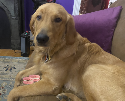 Peanut Butter Macarons Organic Dog Treats