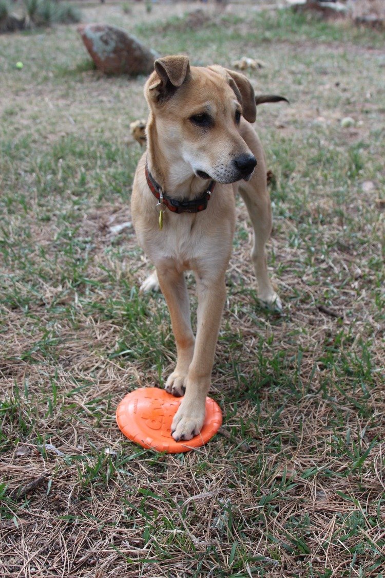 Bottle Top Flyer Durable Rubber Retrieving Frisbee - Orange - Doot's Pet LLC Collars For A Cause