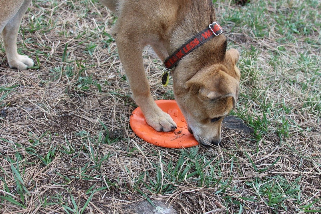 Bottle Top Flyer Durable Rubber Retrieving Frisbee - Orange - Doot's Pet LLC Collars For A Cause