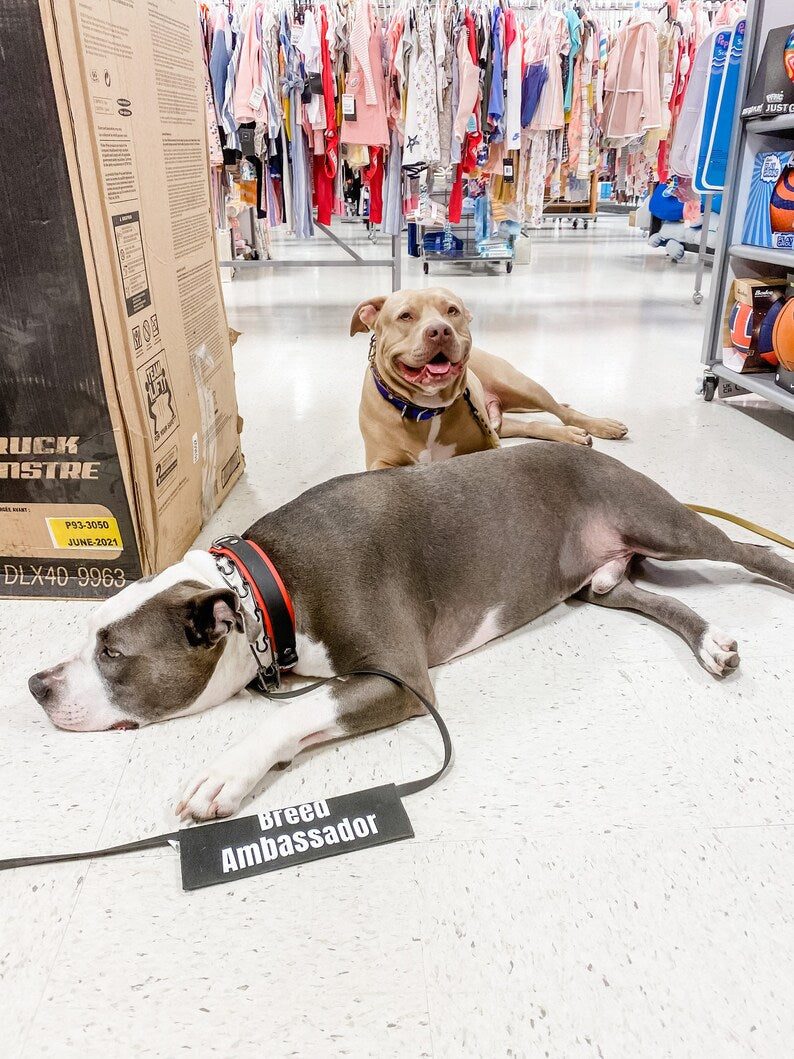 Bully Breed Ambassador